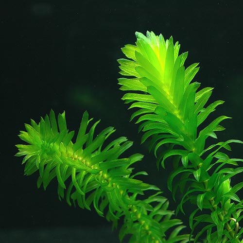 Аквариумное растение элодея и её условия содержания | VK