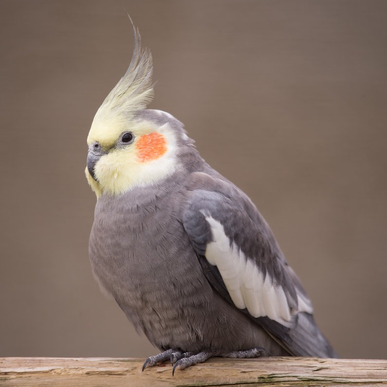 Попугай корелла: все о содержании и уходе в домашних условиях, цена птицы - [Птицы|birds]